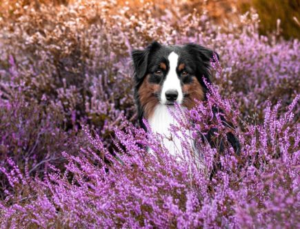 Was kostet ein Hund