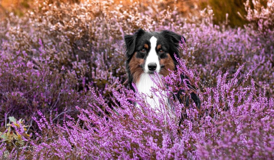 Was kostet ein Hund
