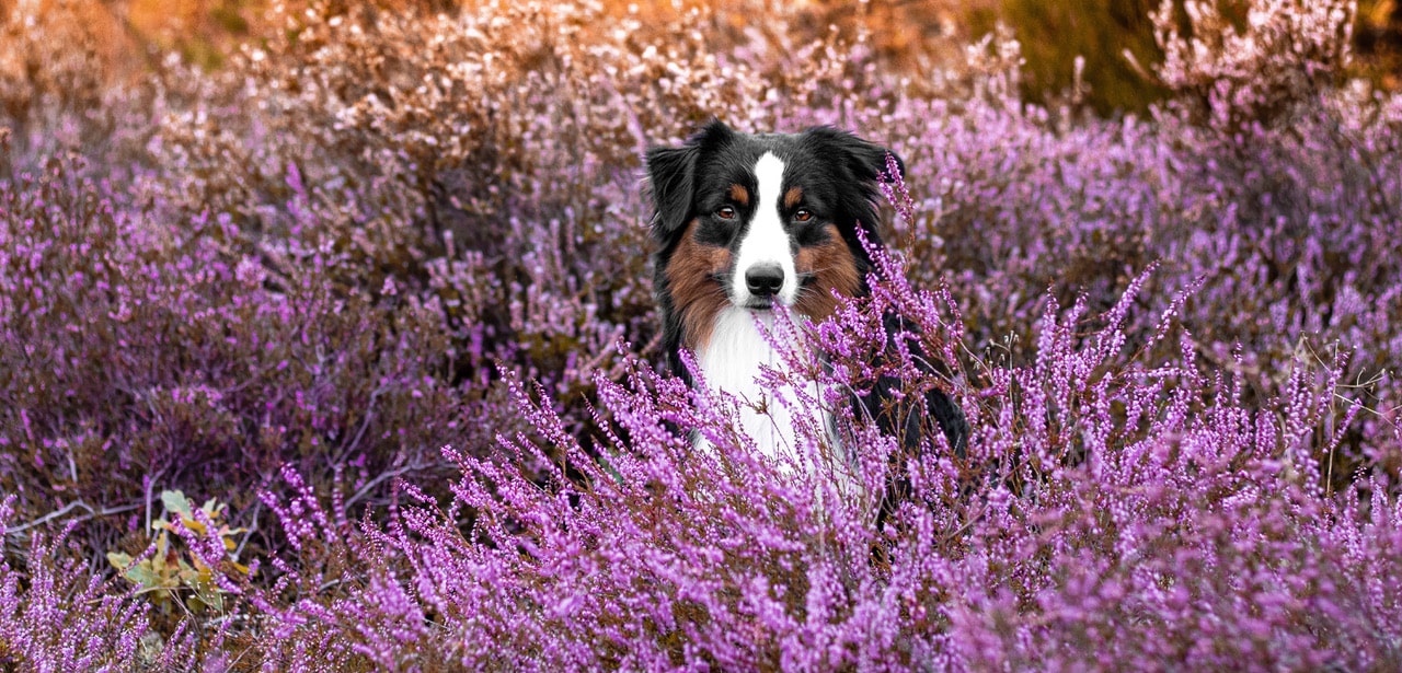 Was kostet ein Hund